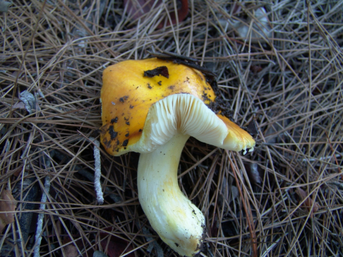 Russula-acetolens-Rauschert-DSC03232