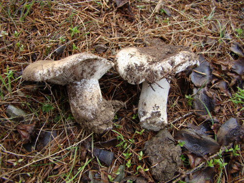 Russula-acrifolia-Romagn.-DSC03200