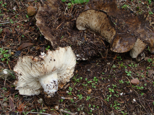 Russula-acrifolia-Romagn.-DSC03345