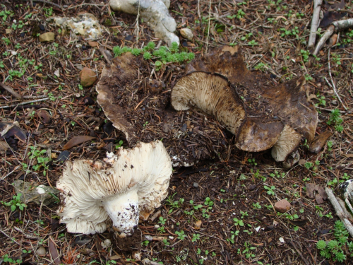 Russula-acrifolia-Romagn.-DSC03346