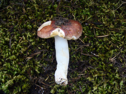 Russula-amethystina-Quel.-DSC03737