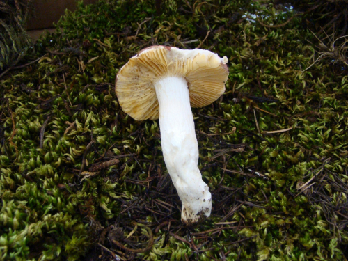 Russula-amethystina-Quel.-DSC03738