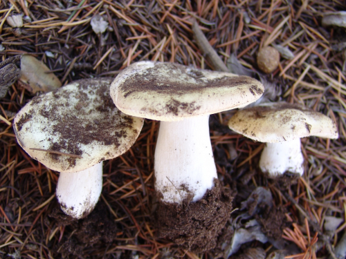 Russula-claroflava-Grove-DSC01963-184