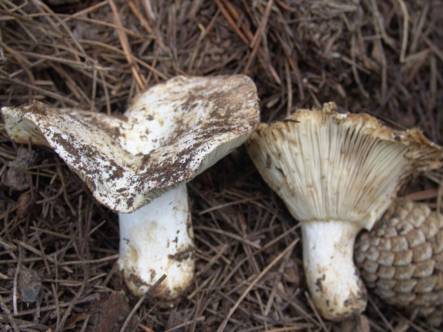 Russula-delica-Fr.-DSC03394