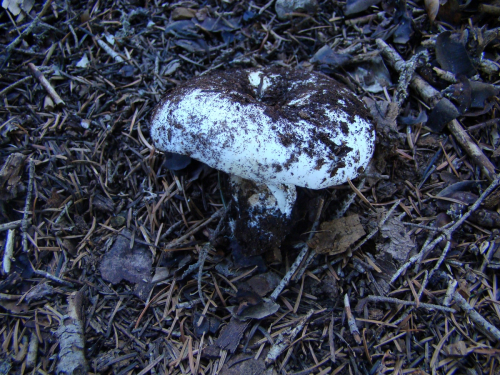 Russula-delica-Fr.-DSC03584