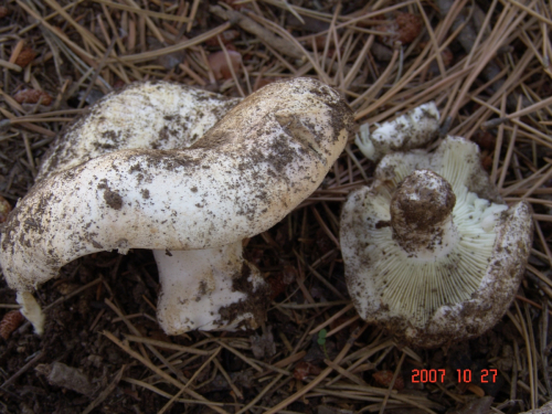 Russula-delica-Fr.-DSC05009