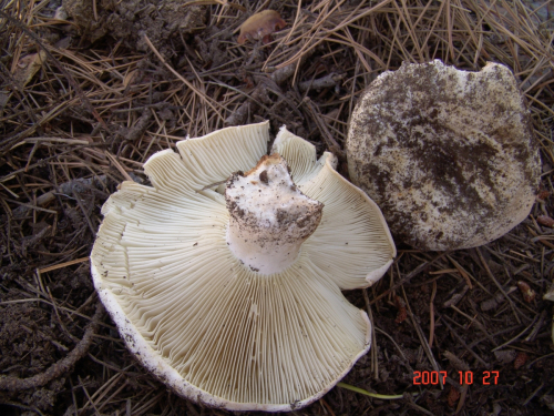 Russula-delica-Fr.-DSC05010