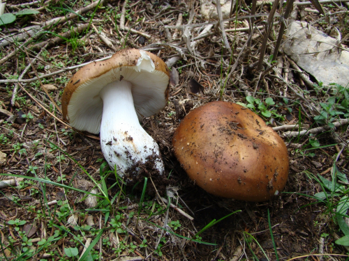 Russula-integra-Quel.-DSC03087