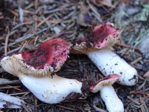 Russula-nobilis-Velen.-DSC01909-132