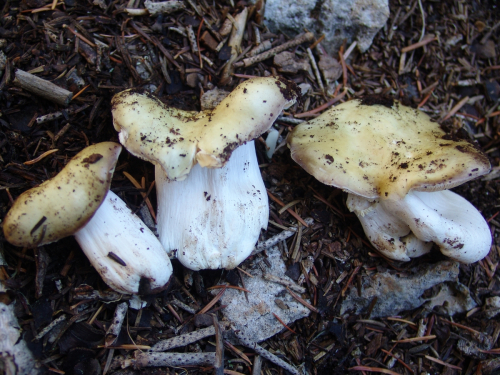 Russula-ochroleuca-Pers.-Fr.-DSC01888-113