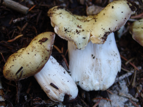 Russula-ochroleuca-Pers.-Fr.-DSC01889-114