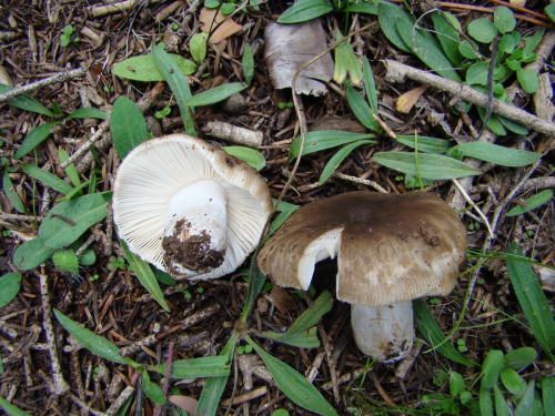 Russula-sororia-Fr.-DSC03135