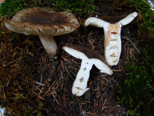 Russula-sororia-Fr.-DSC03461