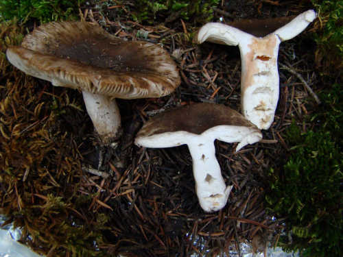 Russula-sororia-Fr.-DSC03462