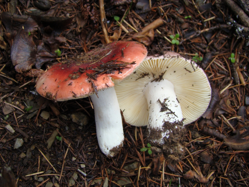 Russula-turci-Bres.-var.-turci-DSC03204