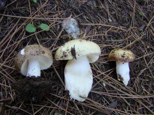 Russula-turci-Bres.-var.-turci-DSC03632