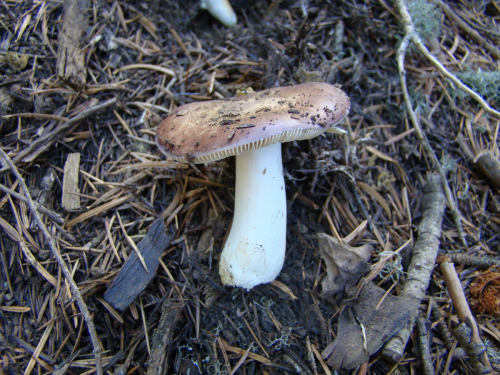 Russula-turci-Bres.-var.-turci-DSC03637