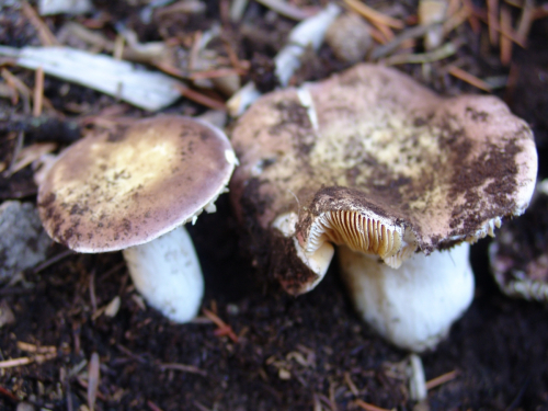 Russula-vesca-Fr.-DSC01884-109