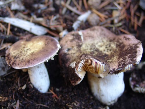 Russula-vesca-Fr.-DSC01885-110