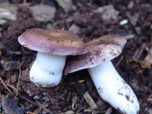 Russula-vesca-Fr.-DSC01904-127