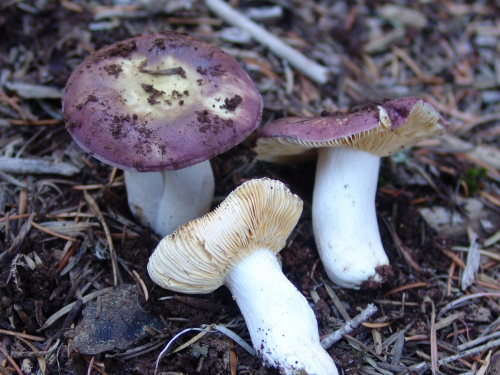 Russula-vesca-Fr.-DSC01910-133