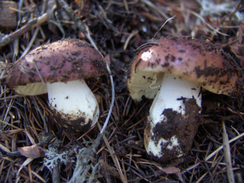 Russula-vesca-Fr.-DSC02040-259