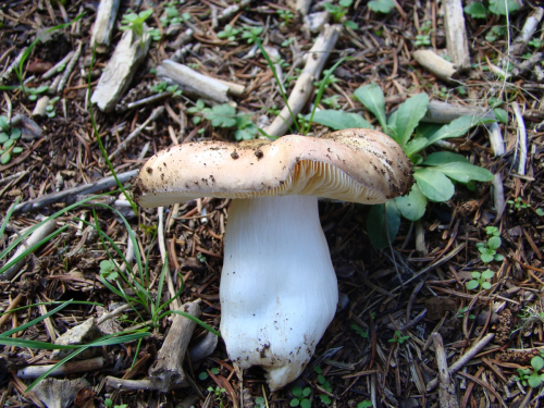 Russula-xerampelina-Schaeff.-Fr.-DSC03020