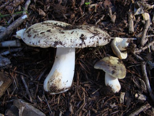 Russula-xerampelina-Schaeff.-Fr.-DSC03027