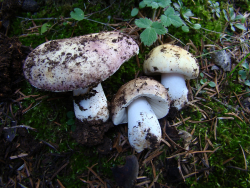 Russula-xerampelina-Schaeff.-Fr.-DSC03043