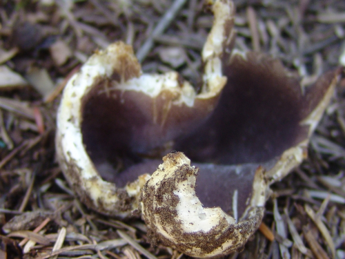 Sarcosphaera-coronaria-Jacq.-J.-Schrot.-2