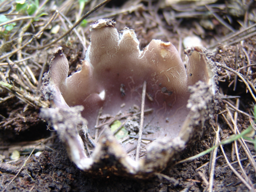 Sarcosphaera-coronaria-Jacq.-J.-Schrot.-3