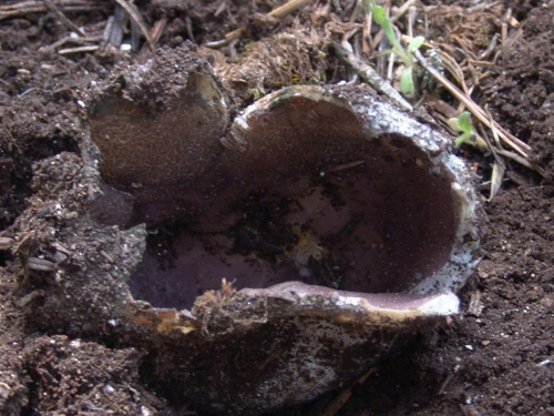 Sarcosphaera-coronaria-Jacq.-J.-Schrot.-DSC02514