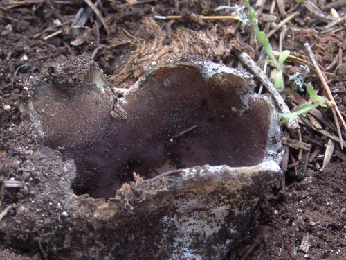 Sarcosphaera-coronaria-Jacq.-J.-Schrot.-DSC02515