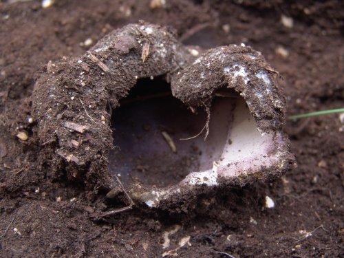 Sarcosphaera-coronaria-Jacq.-J.-Schrot.-DSC02518