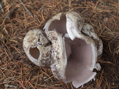 Sarcosphaera-coronaria-Jacq.-J.-Schrot.-DSC02523