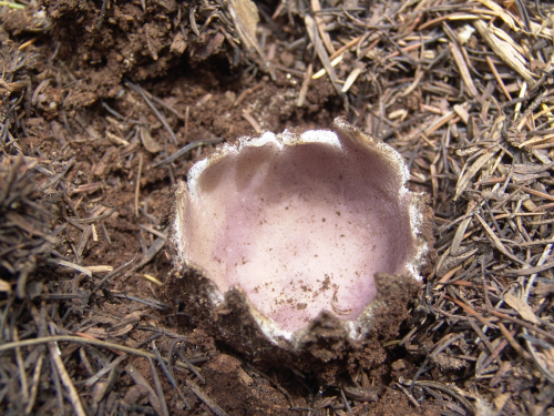 Sarcosphaera-coronaria-Jacq.-J.-Schrot.-DSC02560