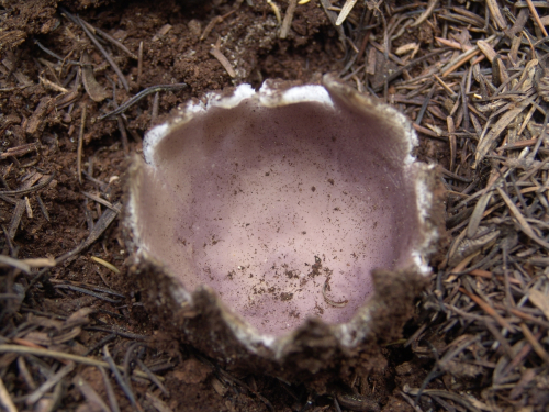 Sarcosphaera-coronaria-Jacq.-J.-Schrot.-DSC02561