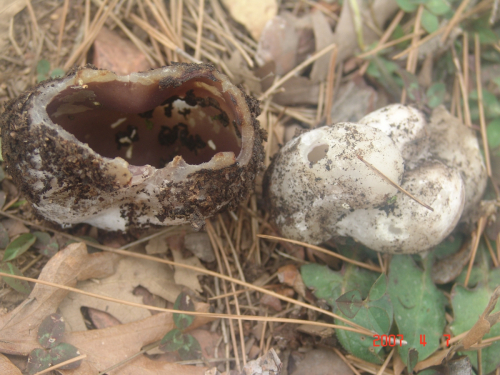 Sarcosphaera-coronaria-Jacq.-J.-Schrot.-DSC03849