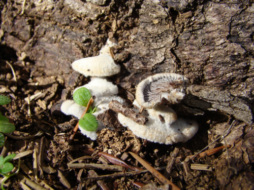 Schizophyllum-commune-Fr.-DSC03124