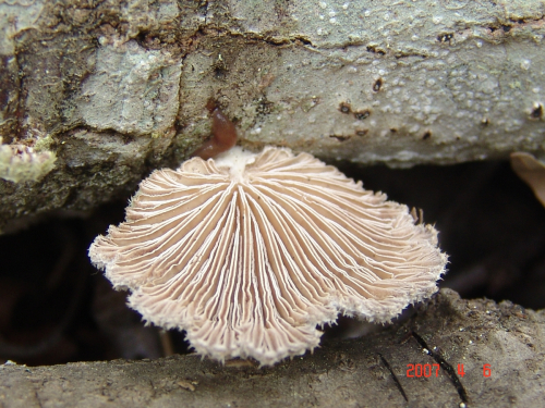 Schizophyllum-commune-Fr.-DSC03746