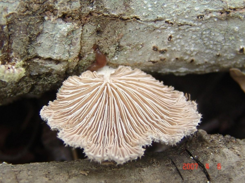 Schizophyllum-commune-Fr.