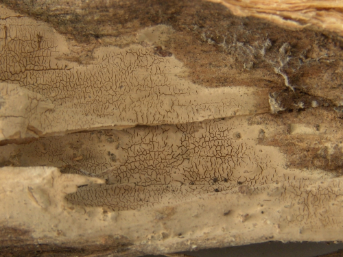 Scytinostroma-alutum-Lanq.-DSC02421