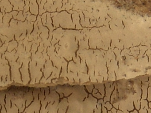 Scytinostroma-alutum-Lanq.-DSC02422
