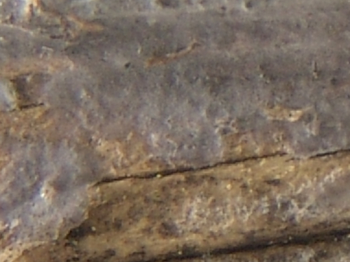 Sebasina-grisea-Pers.-Bres.-DSC02375