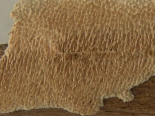 Stecherinum-litschaueri-Bourdot-Galzin-J.-Erikss.-DSC02426-2