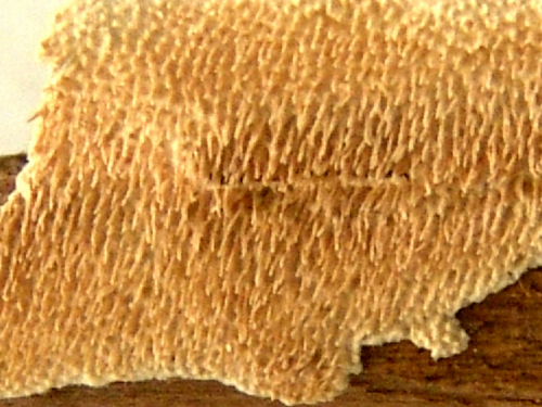 Stecherinum-litschaueri-Bourdot-Galzin-J.-Erikss.-DSC02426