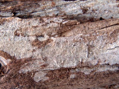 Subulucium-rallum-H.S.-Jacks.-Julich-Stalpers-DSC02427