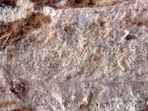 Subulucium-rallum-H.S.-Jacks.-Julich-Stalpers-DSC02428