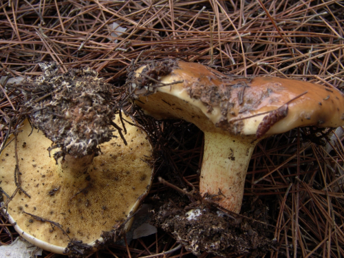 Suillus-bellini-Inzenga-Watling-DSC03028