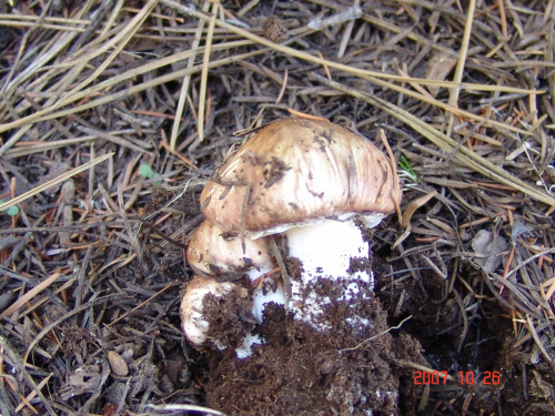 Suillus-collinitus-Fr.-Kuntze-DSC04916